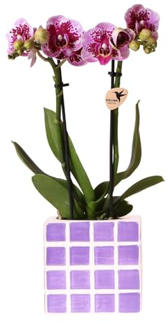 Kolibri Orchids | Lila Phalaenopsis Orchidee El Salvador + Mosa Ziertopf Lila - Topfgröße Ø9cm | Blühende Zimmerpflanze - Frisch vom Züchter