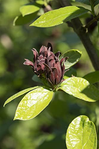 Calycanthus floridus 60–80 cm – Winterhart, Mehrjährig, Pflegeleicht – Gewürzstrauch – Zierstrauch für Garten & Beet
