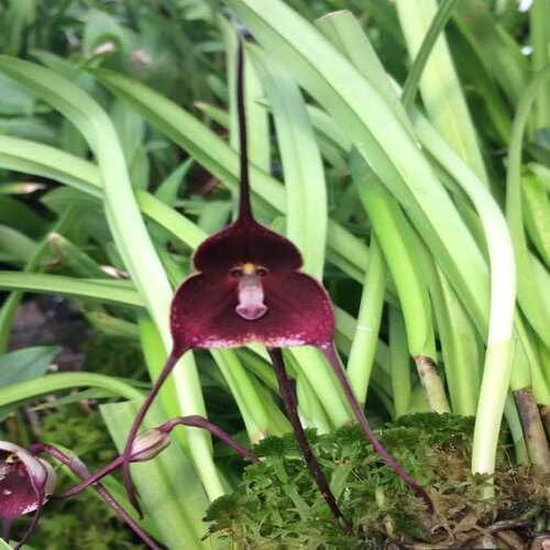 100 semi di orchidea con faccia di scimmia