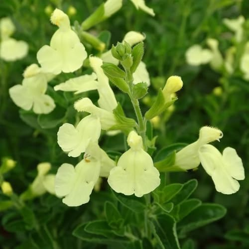 Semillas de salvia, semillas de Salvia japonica, Decoración de jardín para exteriores 100pcs