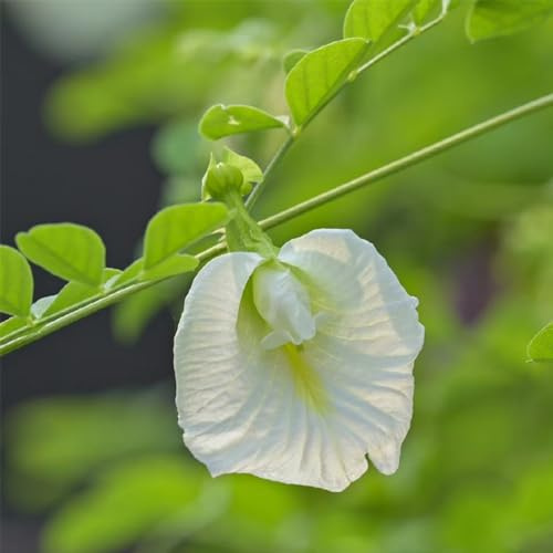 Semillas de guisante mariposa - Semillas de Clitoria ternatea en extremadamente resistentes silvestres balcón Camas elevadas para el jardín 150pcs