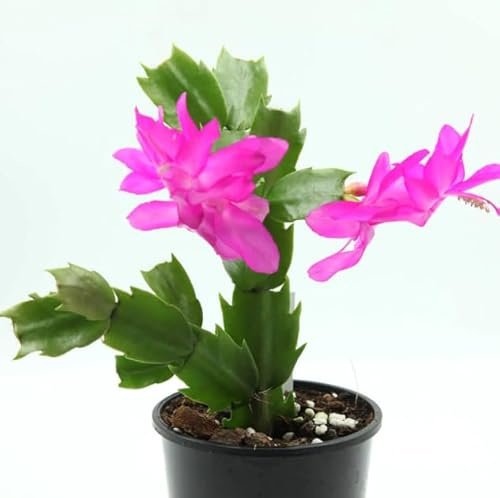 Suculenta de Navidad Cactus con Flor de Invierno Planta Viva