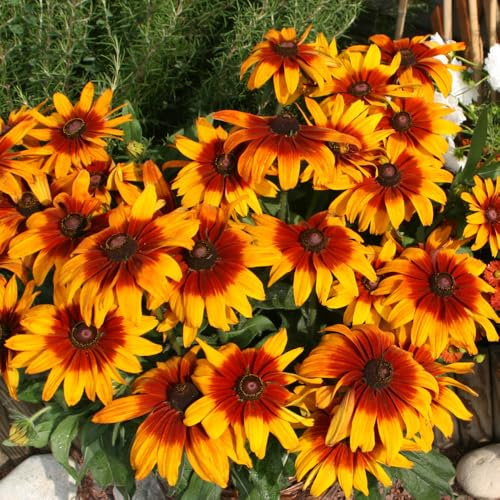 Bedwen Rudbeckia 'Cappuccino' Plug Plant x4 – Bronze‑Red Black‑Eyed Susan Flowers for Late Summer Colour, Pollinators & Vibrant Borders