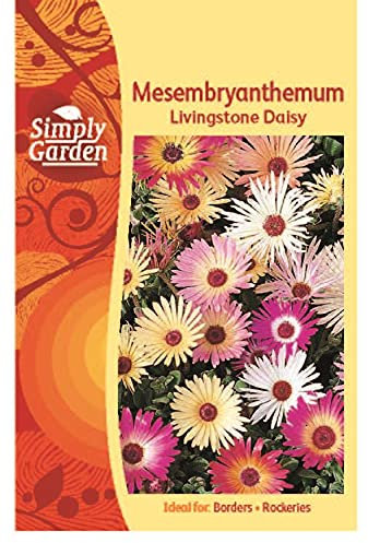 Simply Garden Mesembryanthemum Livingstone Daisy Seeds Grow Your Own Flowers