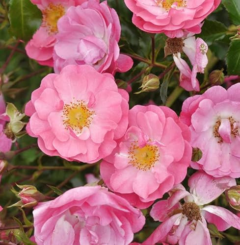 Hochstamm Rose Neon 80-100cm - lebende Gartenpflanze aus den Baumschulen