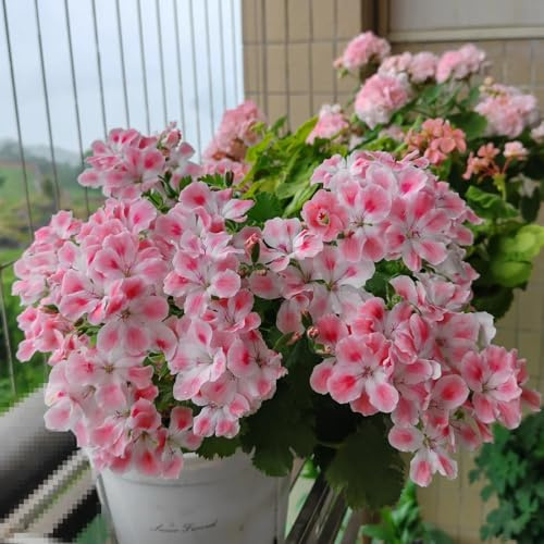 geranio silvestres geranio perenne trepadora reales semillas de prados de silvestres verano balcón arbusto mariposas 800pcs