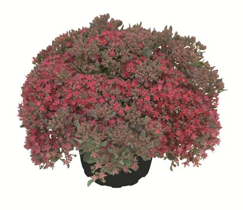 Sedum rocky - rote Polster-Fetthenne - winterhart, im Topf 12 cm, in Gärtnerqualität von Blumen Eber - 12cm
