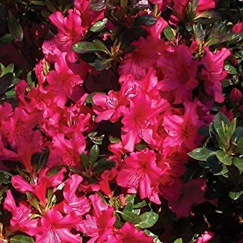 Pacchetto semi: Semi Rododendro Rose Azea (Rhododendron ferrugineum) 50 + Semi