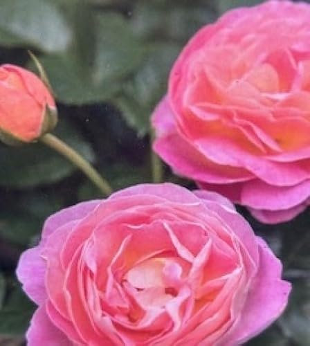 Edelrose - Rosa Dornburger Schlossrose - duftend - Tantau Rose - ADR-Rose