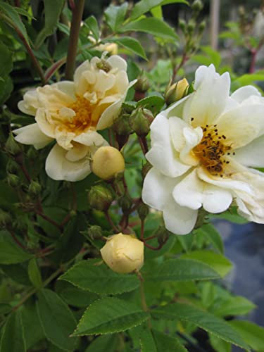 Rosa Climbing Goldfinch - Kletterrose Climbing Goldfinch