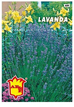 Semi Pianta Aromatica Lavanda Vera Provenzale Perenne,Mondonatura Srl