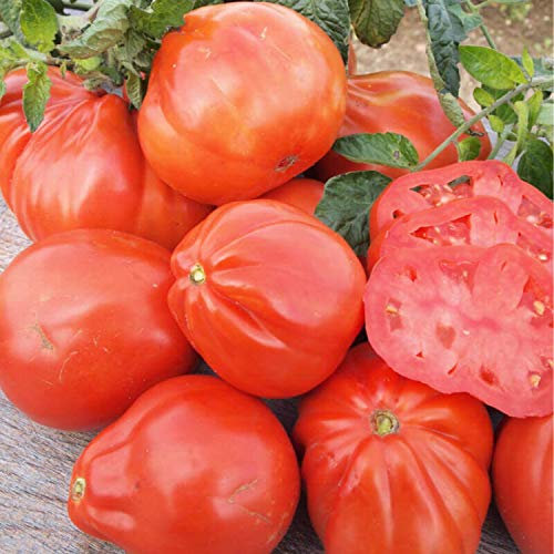 50 Graines de Tomate Red Pear - légume ancien jardin potager - semences paysannes reproductibles - SemiSauvage
