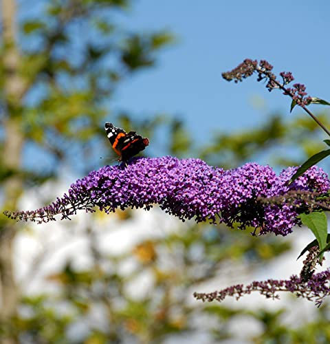 Sommerflieder Fascination 80-100cm - Buddleja - lebende Gartenpflanze aus den Baumschulen