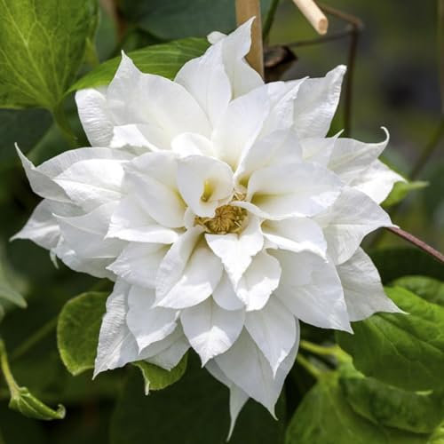 Carbeth Plants 2 x Clematis Duchess of Edinburgh Climbing Plant in 9cm Pot - White Double Petal Summer Flowering Garden Ready Shrub - Deciduous Outdoor Climber for Walls, Fences or Trellis