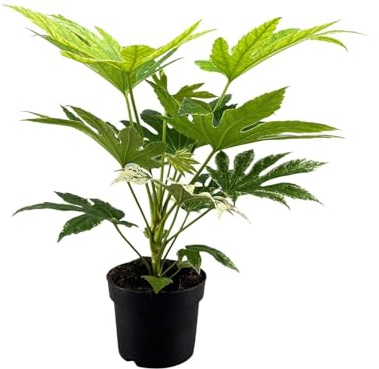 Tela de araña Fatsia japonica - 40-50cm - Ø17cm - Planta de interior - Hojas perennes