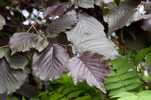 Corylus maxima 'Purpurea' 60–100 cm – Winterhart, Mehrjährig, Pflegeleicht – Bluthasel – Heckenpflanze für Garten & Sichtschutz