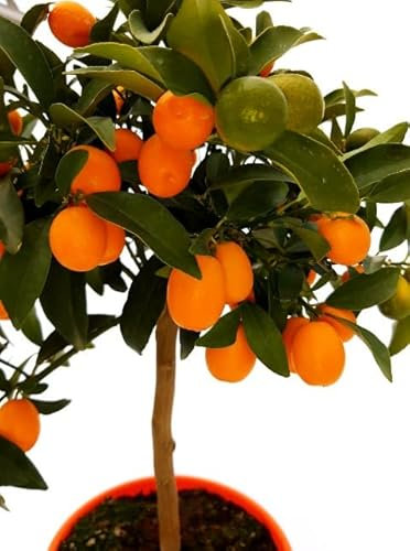 Naranjo Enano Natural Árbol de Interior Perfecto para Decorar