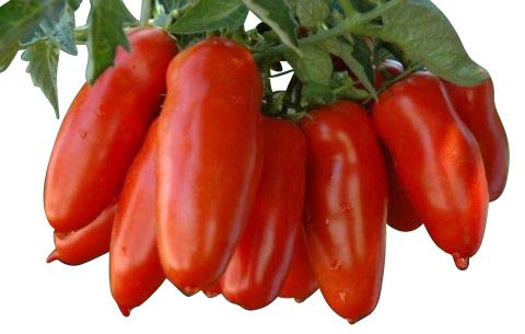 Tomate San Marzano Scatolone 10 Samen