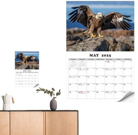 Wandkalender 2025, Adlerkalender 2025 | Wandplaner von Januar 2025 bis Januar 2026 Eagle Wand-Monatskalender - Hängender, umklappbarer Wandkalender, heller Tagesplaner für Büros, Schule