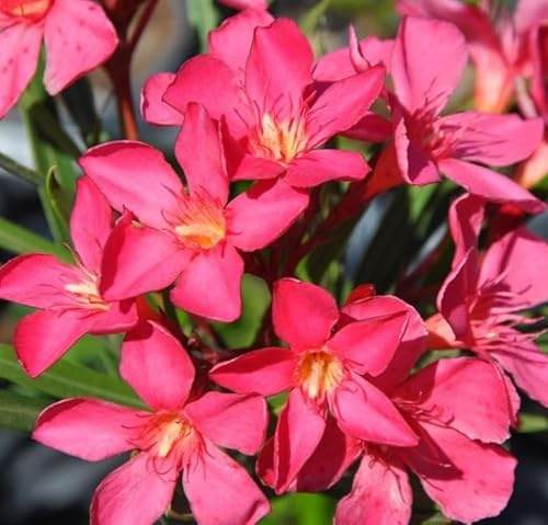 Oleandro Rosa Intenso Nerium Oleander pianta in vaso ø18 cm Vivaio di Castelletto
