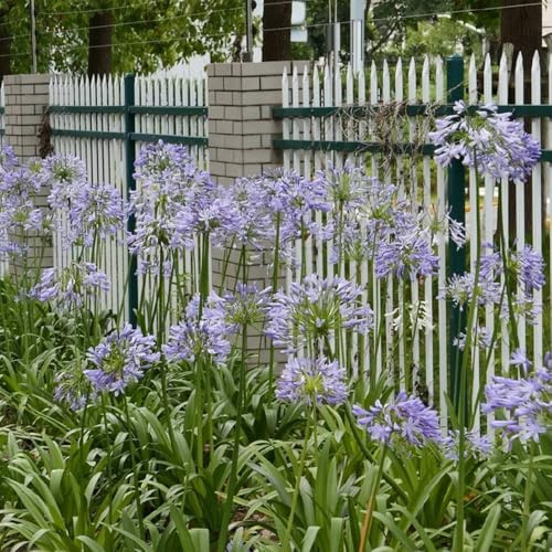 semillas de agapanthus - lirio africano - variedades antiguas, resistentes al exterior, silvestres de balcón, cortadas cobertura 100pcs