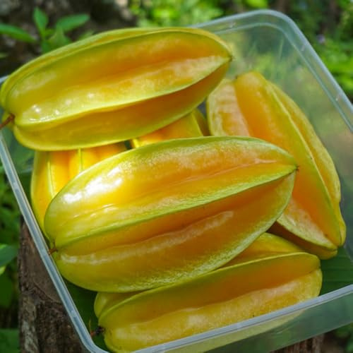 semillas de carambola, invernaderos de balcón Averrhoa carambola, huerta balcón columnares exóticas 125pcs