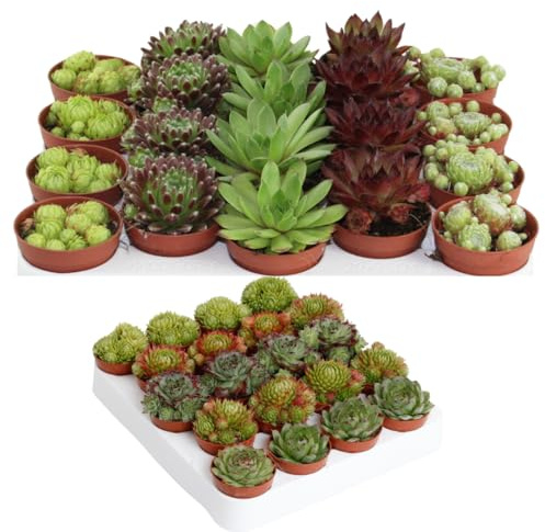 IFLO® Sempervivum Sukkulenten Set – winterharte Hauswurz für Innen & Außen, pflegeleichte Rosettenpflanzen, vielfältige Sorten im Topf für Garten, Balkon & Steingarten (20 Stück)