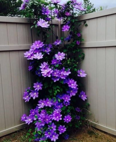 Raíz de clemátide. Resistente al frío, trepadora. El Rey de Fujimoto. Adaptable.Cultivo de jardín.-8 Bulbos-C