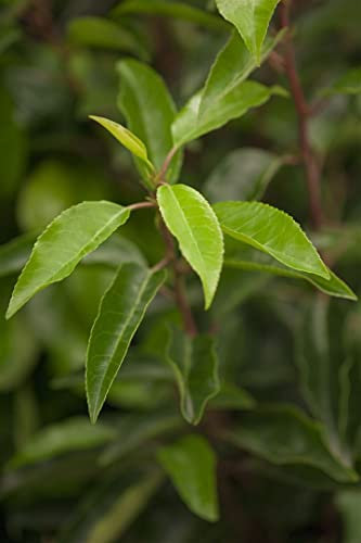 Prunus lusitanica 150-175 cm - Portugiesischer Kirschlorbeer, immergrün, ideal als Hecke, pflegeleicht, winterhart