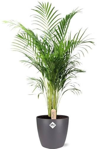 Dypsis Lutescens Areca – Goldfruchtpalme – Zimmerpflanze Ø24cm 110cm – Mit Topf Brüssel Anthrazit Ø25x23cm – Üppiges, grünes Laub – Pflegeleicht & dekorativ