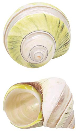 CHAASDEOM Coquille de mer naturelle. Coquilles de crabe ermite Croissance Coquillage Grande conque Escargot 2 PCS, Décoration naturelle for aquarium Artisanat de décoration