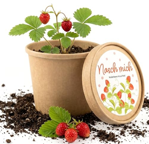 Kit de culture de fraises en pot – Cultiver vous-même des fraises sur le rebord de la fenêtre – Kit de plantation complet avec graines et terre – Fraises douces pour balcon, cuisine, grignotage et