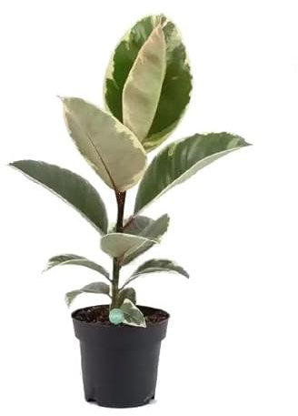 Ficus Elastica Variegata - Tineke - Natural Árbol Fácil de Mantener