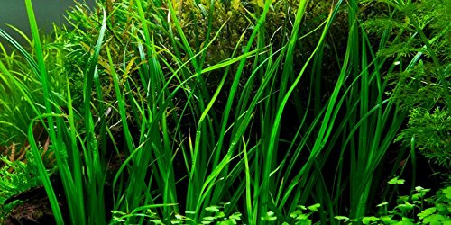 Cyperus helferi 1x manojo - Plantas de acuario vivas