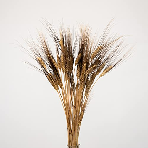 Triticum Gerste “Black Wisps”, getrocknet, Bund (ca. 25 Stiele) ca. 65cm lang, natürliche Trockenblumen zum basteln oder dekorieren