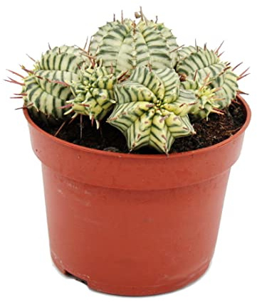 Exotenherz - Euphorbia meloformis variegata - algodoncillo de bolas empanadas - Maceta de 10,5 cm - Suculentas de fantasía