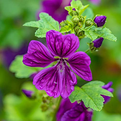 300 pezzi semi malva - purificatori d'aria interni, semi perenni resistenti, esotici balcone resistenti piccoli