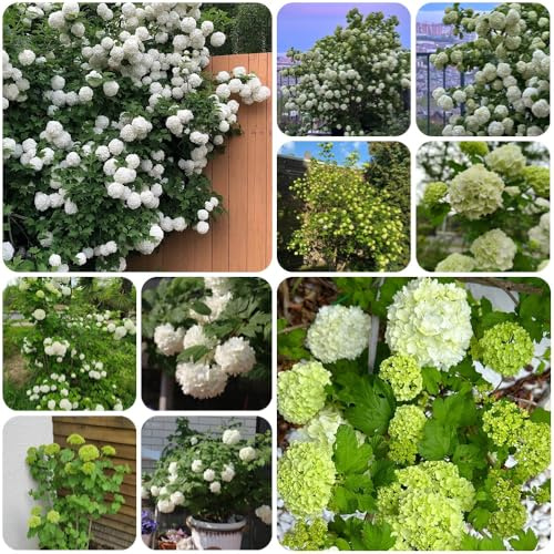 Semi di ortensia palla di neve, vecchie varietà semi biologici giardino arbusti serre da balcone regali per gli amanti del giardino 250pcs
