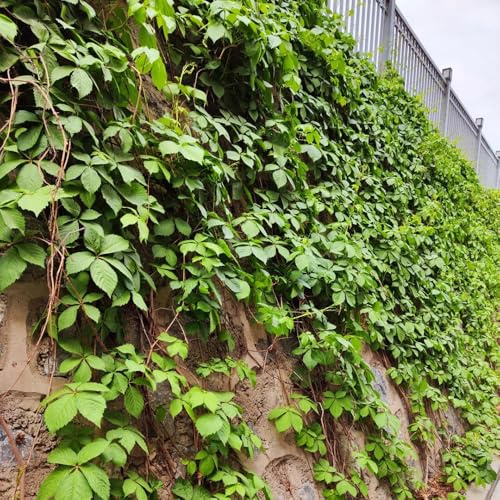 Semi di Parthenocissus tricuspidata, resistenti per il giardino di vite selvatica resistente, rampicanti a crescita rapida decorazione balcone 500pcs