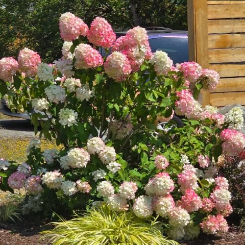 hortensia de panícula, hortensias de panícula ornamentales lugares soleados, hortensias silvestres, macizo exóticas balcón cortadas Semillas cobertura del suelo, 25semillas