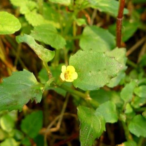 Mimulus Guttatus jardín rocas silvestres balcón 100semillas
