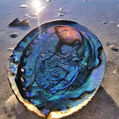 Hiessgozy 10–12 cm große natürliche Abalone-Muscheln, nautische Dekoration, Seifenschale, Dekoration, Aquarium, Landschaft, Fisch, Hochzeit, Aquarium