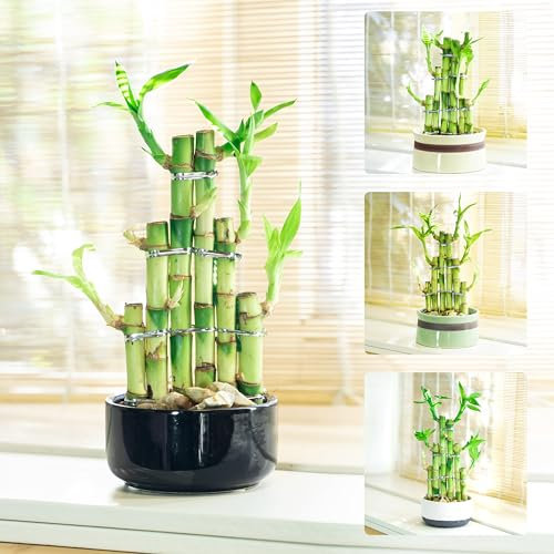 Easy Plants 3 Tiers Stepstairs Arranged Lucky Bamboo Plant in Random Ceramic Pot - Indoor Bonsai for Feng Shui