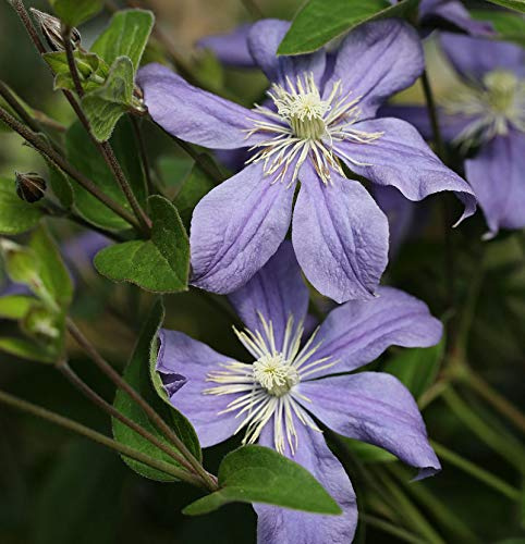 Staudenclematis Arabella 40-60cm - Clematis integrifolia - lebende Gartenpflanze aus den Baumschulen