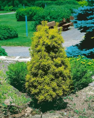 Taxus baccata 'Germer's Gold' 70-80 cm – Immergrün, Winterhart, Pflegeleicht – Gold-Eibe – Heckenpflanze für Garten & Sichtschutz