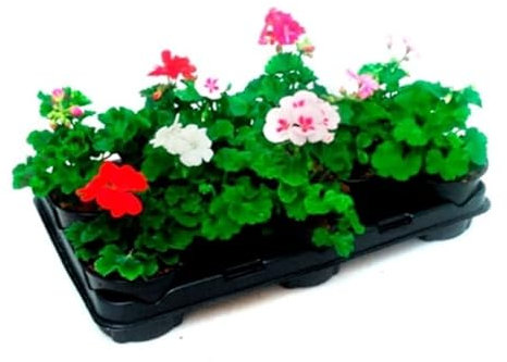 Pack de 5 macetas de Geranio, 20-30 cm. Colores Variados, según Stock. Planta con Flores Brillantes y Hojas en Tonos Verdes. Segura Garden.