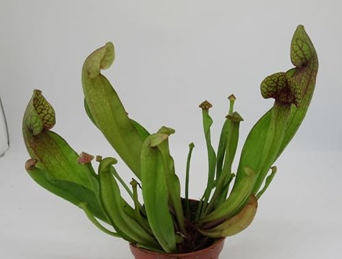 florari Sarracenia/Schlauchpflanze, Trompetenpflanze, Fleischfressende Pflanze