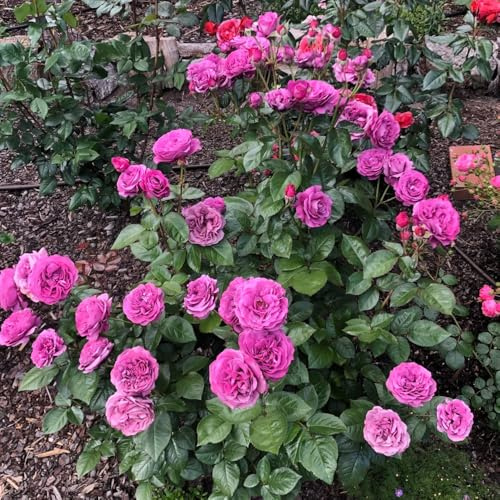 rosal semillas de de balcón rosas trepadoras jardín semillas pradera ornamentales lugares soleados. balcón, inusuales cobertura 400semillas