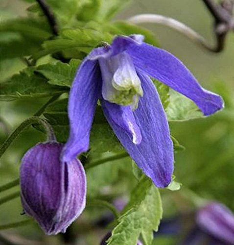 Alpen Waldrebe Frances Rivis 60-80cm - Clematis alpina - lebende Gartenpflanze aus den Baumschulen