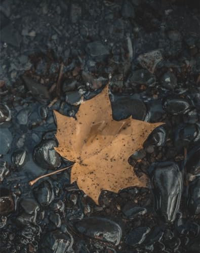 Puzzle 1000 Teile,Geschicklichkeitsspiel für die ganze Familie, Blatt, Ahorn, Steine 70x50cm